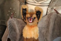 /album/xxx/bechstein-fledermaus-2-jpg/